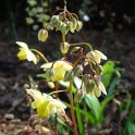 Epimedium pinnatum fleur